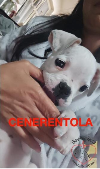 Cenerentola cucciola di boxer di 2 mesi in adozione Foto 6
